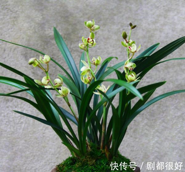 花朵|首次养兰花,推荐你养棵金荷,皮实好养香味清新,多季节有花赏