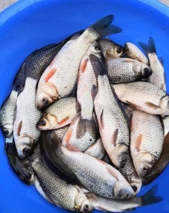 最高温度|初冬野钓,该钓“深”还是“浅”?一旦选错就是白白浪费时间