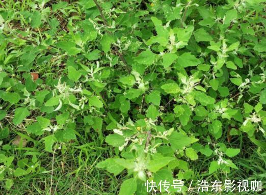 田地|田地里不被待见的野草，其实含钙量高，是上好野菜，城里一斤8元