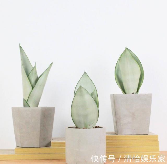 虎皮兰喜光|初夏养虎皮兰，三步让植株更健壮，叶片饱满有活力