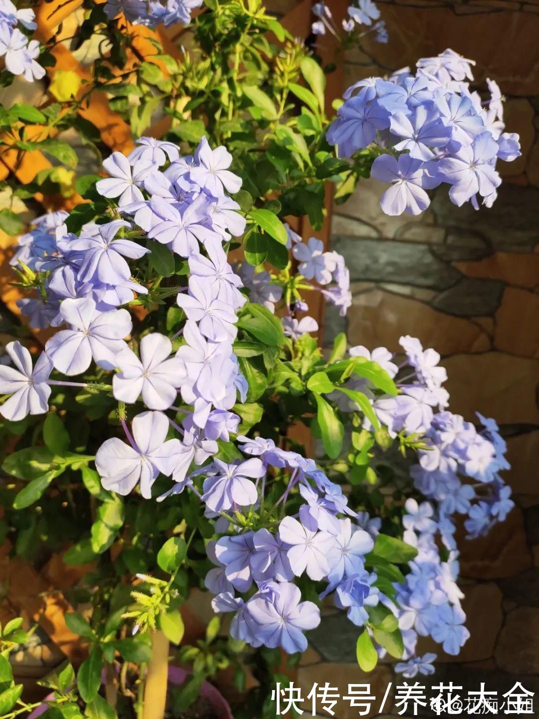 玛格丽特|夏天修剪要下狠手，剪得越狠越爆盆，多晒长成大花球