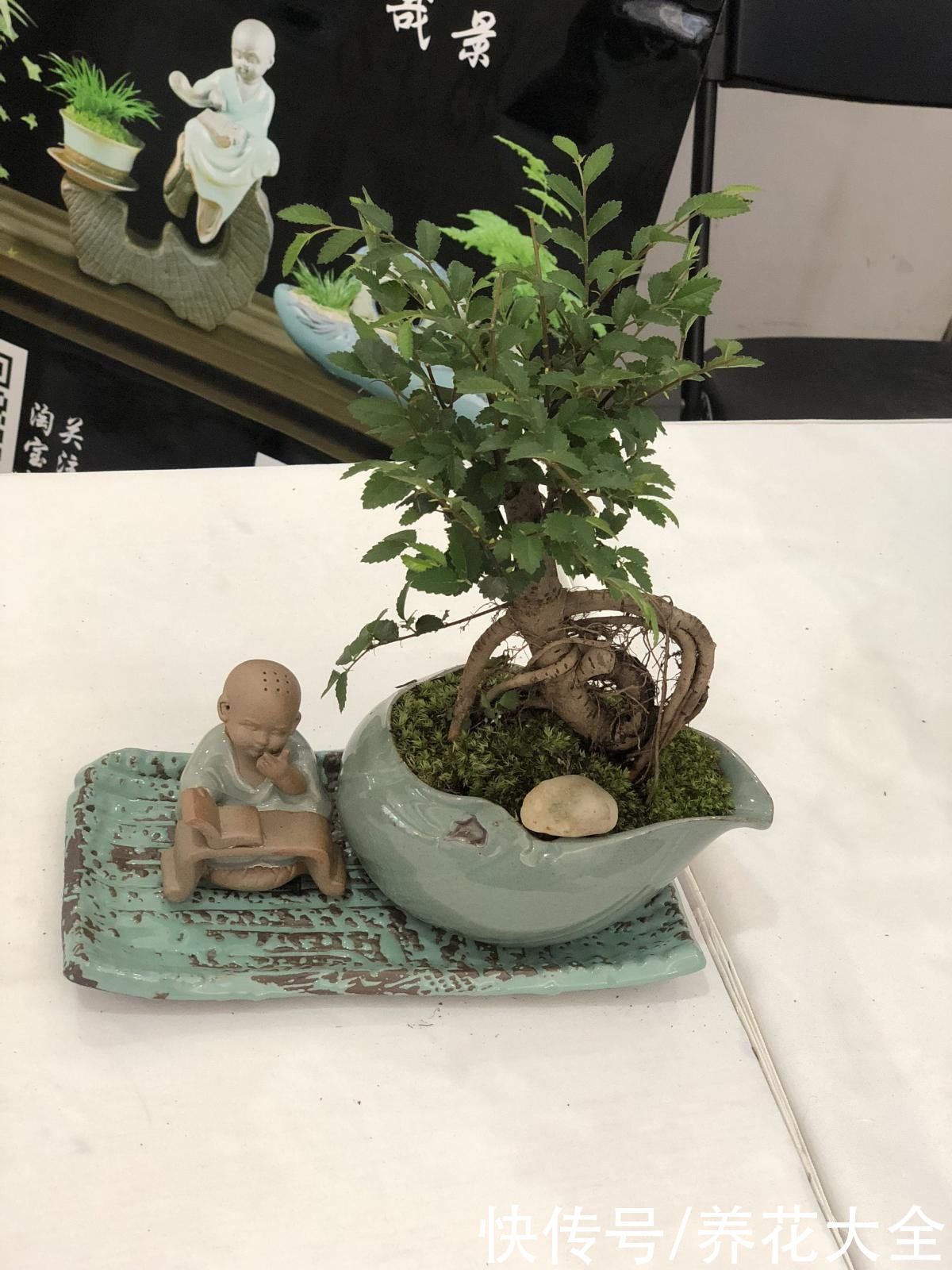 土壤|植物界的“祖师爷”，个头小作用大，挖回家种土里就活