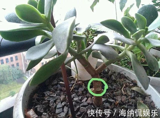 长寿|养花10年，他的长寿花1棵开3种颜色，方法3分钟就学会