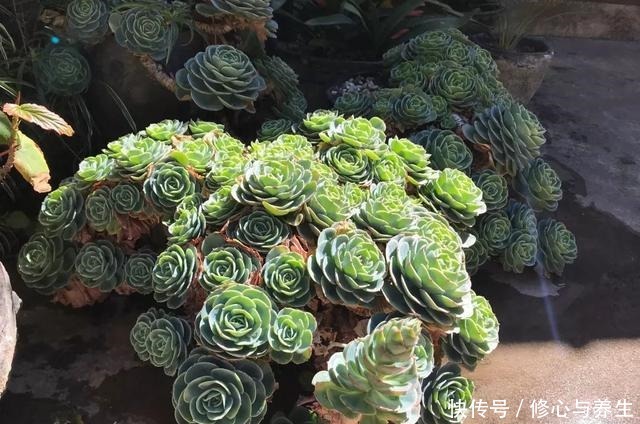 5种多肉“不好养”，新手不敢碰，老手养不好，看看你家有没有！