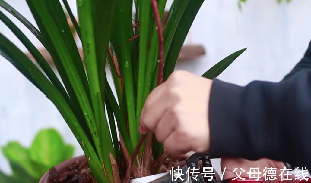 兰花花后忽略两件事,轻则不发芽,重则影响后期开花