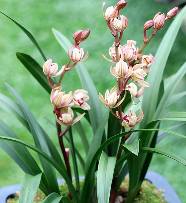 以“香味”著名的兰花，正格荷瓣，花香四溢，易芽易花，四季开花