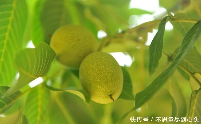 神器|八十岁老人做防偷神器, 核桃再没丢过, 网友: 爷爷还是厉害