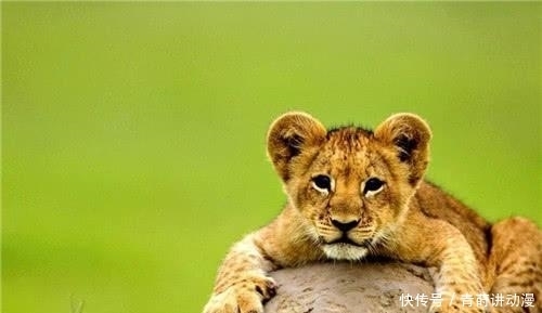 汉武帝|皇帝厌恶胡人进贡的东西,喂给老虎,却把老虎吓得伏地不起