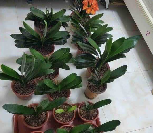 春天君子兰,能长8片叶?很简单,满足4个小条件就好啦