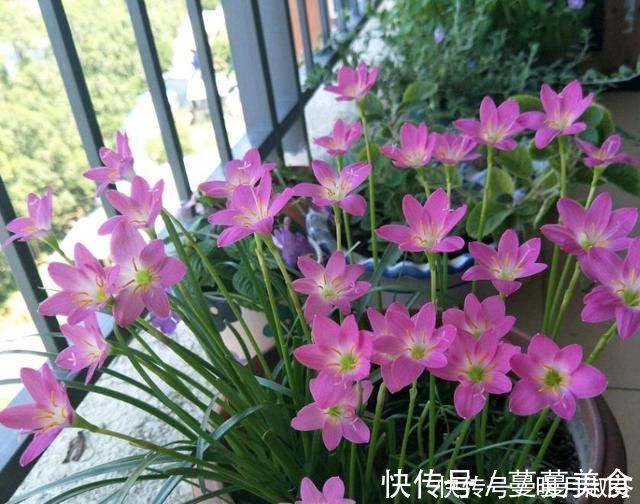 下雨天|下雨天，这3种花别着急搬回家，喝点“雨水”长得快，越淋越壮实