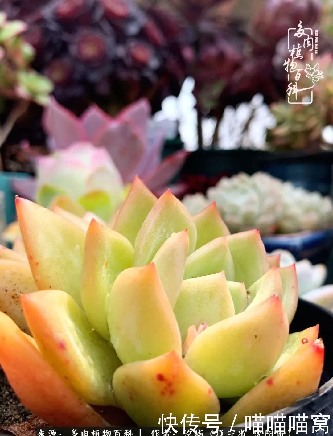 美杜莎|偶然相遇多肉,却成为心中挚爱!