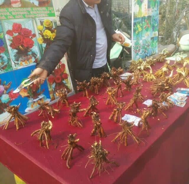 4种“陷阱”花,不适合新手,花店遇到要避开,别白花买花钱