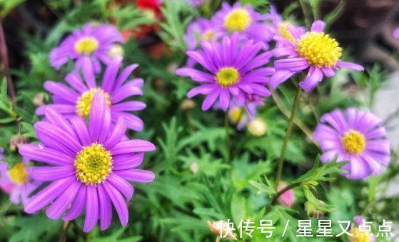 4种花,花朵又大又美,名字也好听,还能散发阵阵花香