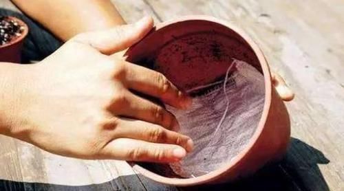 植物|养花养叶先养根掌握4个'壮根'小窍门，啥植物都能越养越好