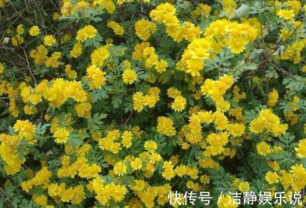 菊花茶|农村开遍野的黄花，每天喝三杯，清肝明目，很多人不知的秘密