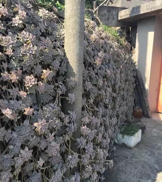 农村“穷养”多肉,一养一个大老桩,群生养爆盆