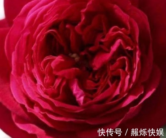 都说红龙月季花,玫瑰国度的天使表示不服,且看他们的PK