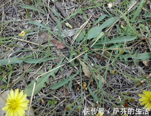 狂犬咬伤|它常被人误认为是蒲公英,药用价值极高,治疗狂犬咬伤、急性肾炎