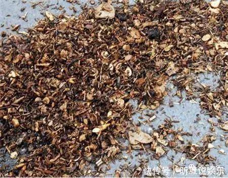 4种垃圾不会分类别担心,埋在花盆底,叶子绿得直滴油!