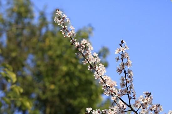 3月1日|花港红叶李唯美绽放