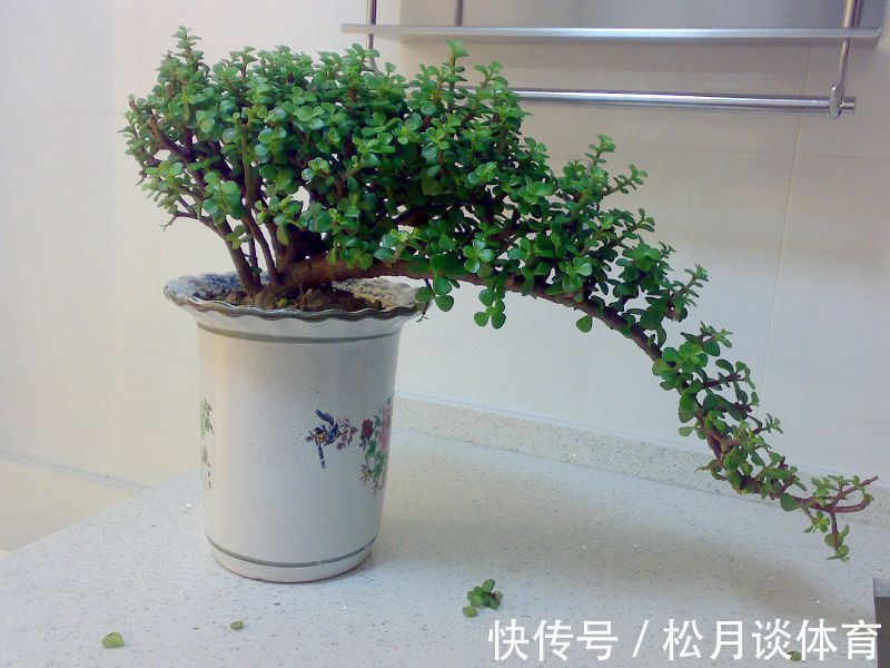 金枝玉叶|公认好养的5种花,能活一百年,开花吉利带仙气,越养越值钱