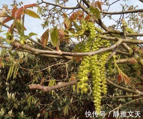 长寿菜|长在树上无人识,晒干了58元一斤,人称“长寿菜”,如今都抢着要