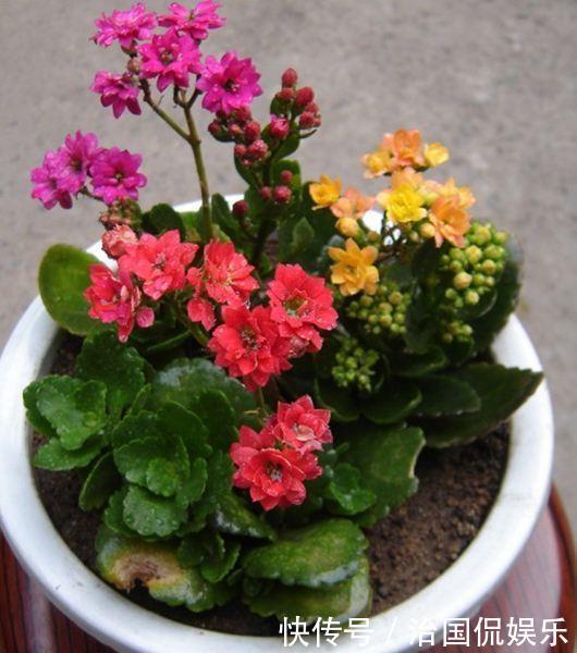 夏天|夏养长寿花,这几件事不要做,烂根黄叶都避免,还能长新叶