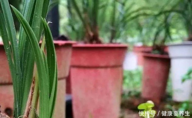 兰花新芽最怕什么兰友就是这四害！