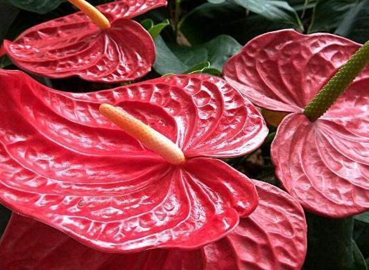 红掌怎么养才能开花 ,注意几点能让红掌常年花色鲜艳