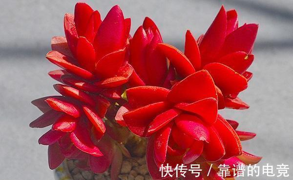 想让多肉冬季“变美”,除“阳光”多些,3“动作”也要重视