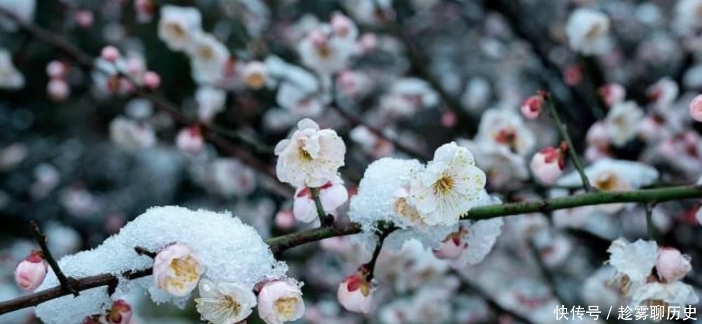 梅花|明朝一位道士见到山中的梅花,独自傲立于雪中,写下一首咏梅诗!
