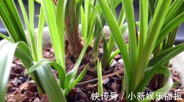 2种“树皮”捡回来养花,在盆里埋“1点”,花卉不烂根、不黄叶