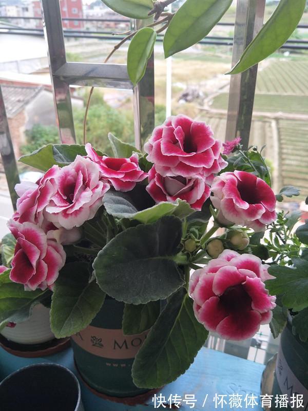 最美的球根花,有点散光就开花,花开如牡丹,全年能开花比绿萝强