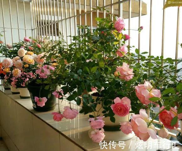 君子兰|3种“碎渣渣”,是养花的好材料,掺土里花儿蹭蹭长,开爆盆!