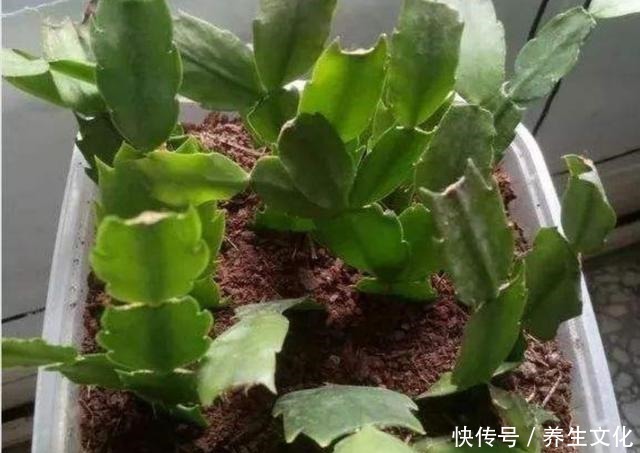 过完年要扦插2种花，生根快，好成活，当年就能开花！