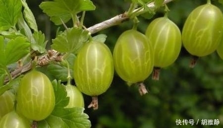 被天使亲吻过的水果，草莓颜值爆表，网友：第4种忍不住想咬一口