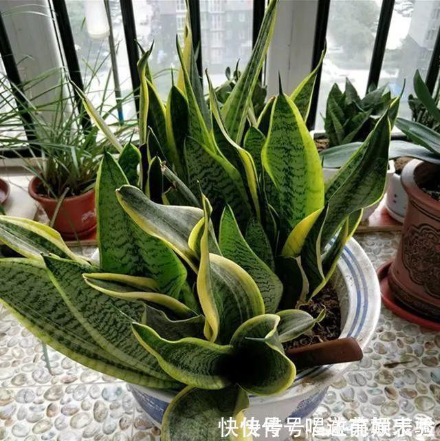 8种“吸毒花”,家里养一盆,废气吸光光,净化空气一级棒