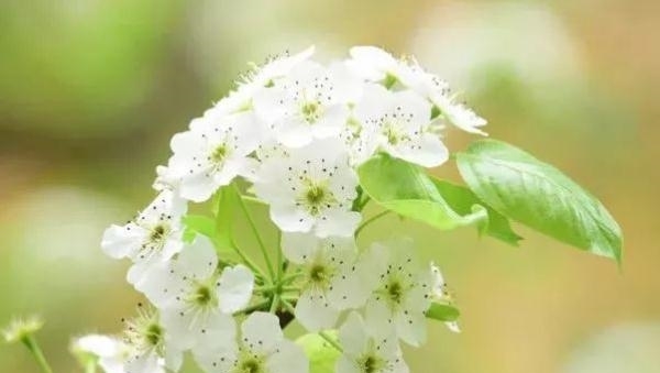 薰衣草|又是一年赏花季!乱花渐欲迷人眼,教你分清谁是谁