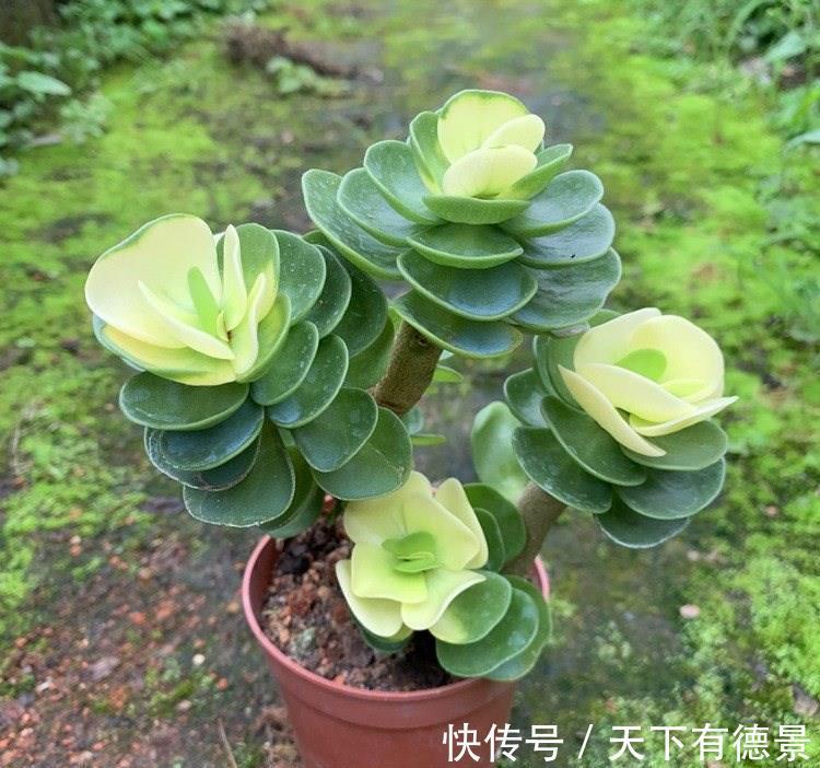 贵气|7种“有钱花”,贵气又大气,招财又旺财,人见人爱