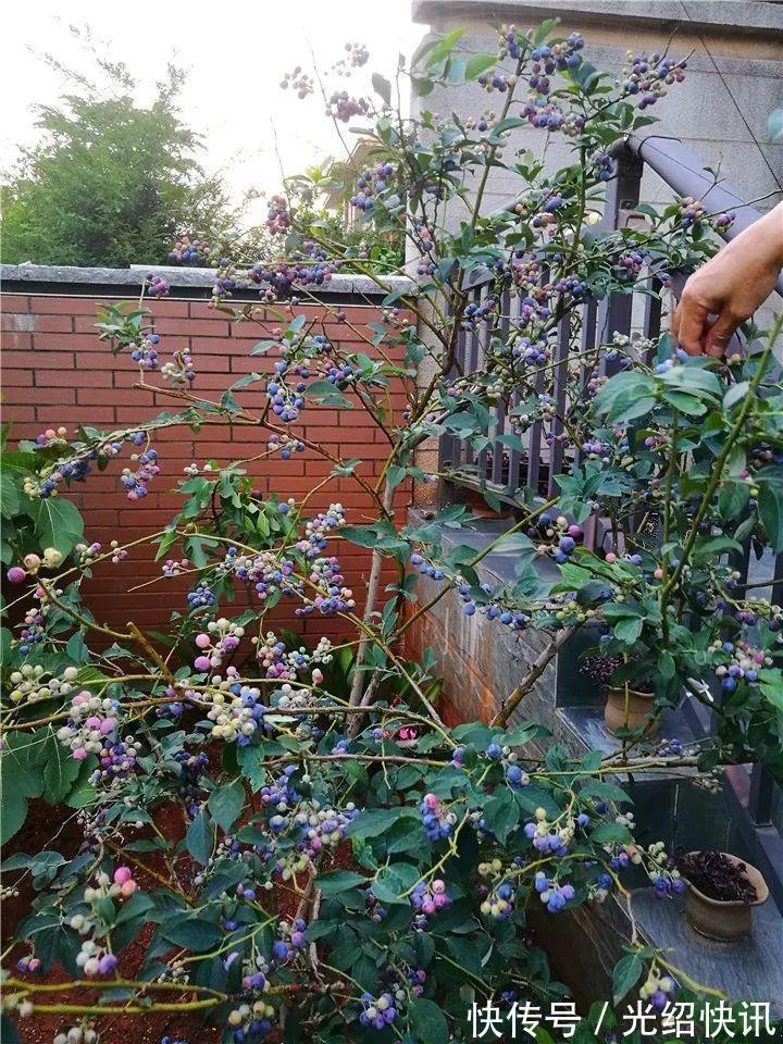 大粗杆插土里,7天生根,当年结果压弯枝,不用买水果了!