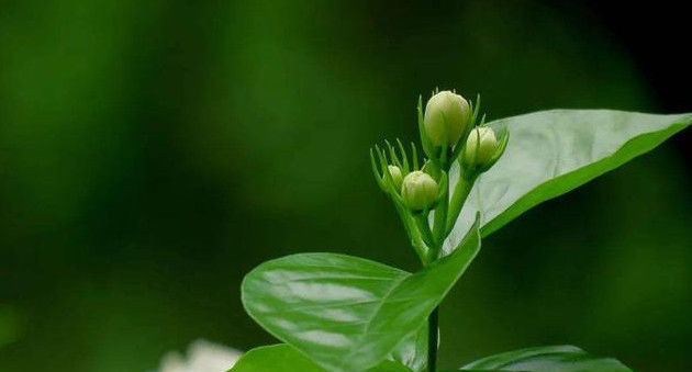 在家养护茉莉花，注意下面几点，花期满枝头全是花