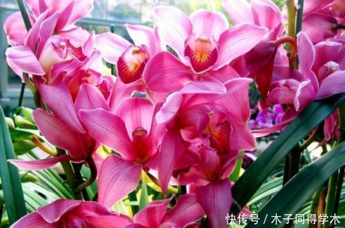 养护|夏天兰花有4“怕”,现在避开还不晚,安全度夏叶油绿