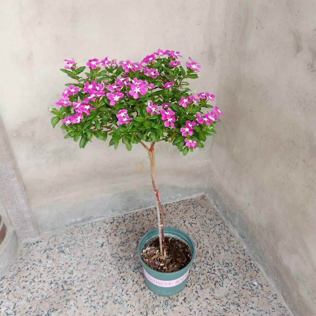 身价|5块钱一盆的花,养1年变老桩,身价翻了上百倍!