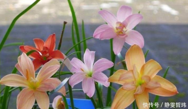 4种花,容易打理易开花,“花香”飘满屋,花美心情好!