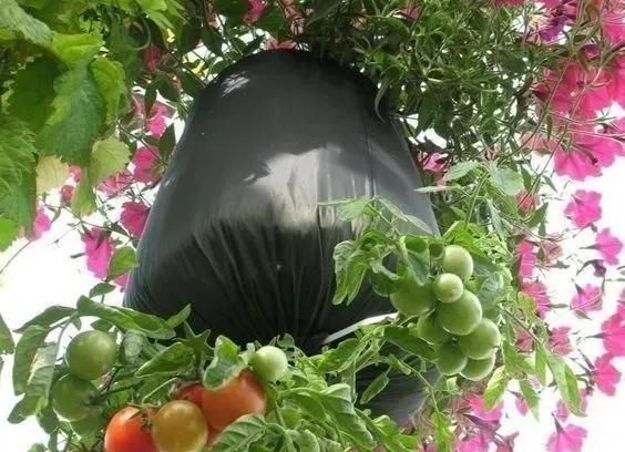 植物|没地种花种菜,没时间浇水几个塑料瓶就能解决,DIY变废为宝