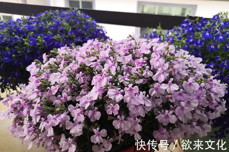 半蔓性|“珍稀菊花”胭脂红，花团锦簇，淡雅秀丽，庭院养花必备