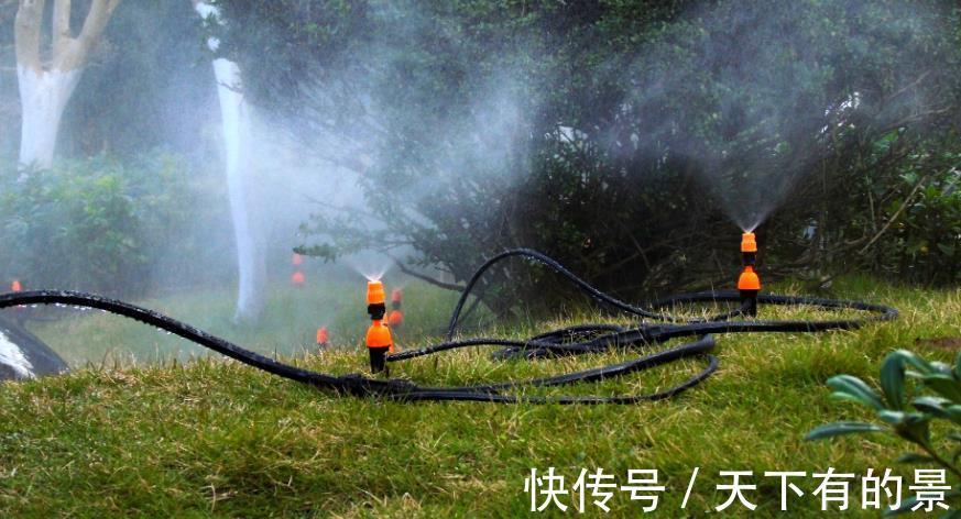 废水|不用这2种“水”浇花,夏季养花基本不出问题