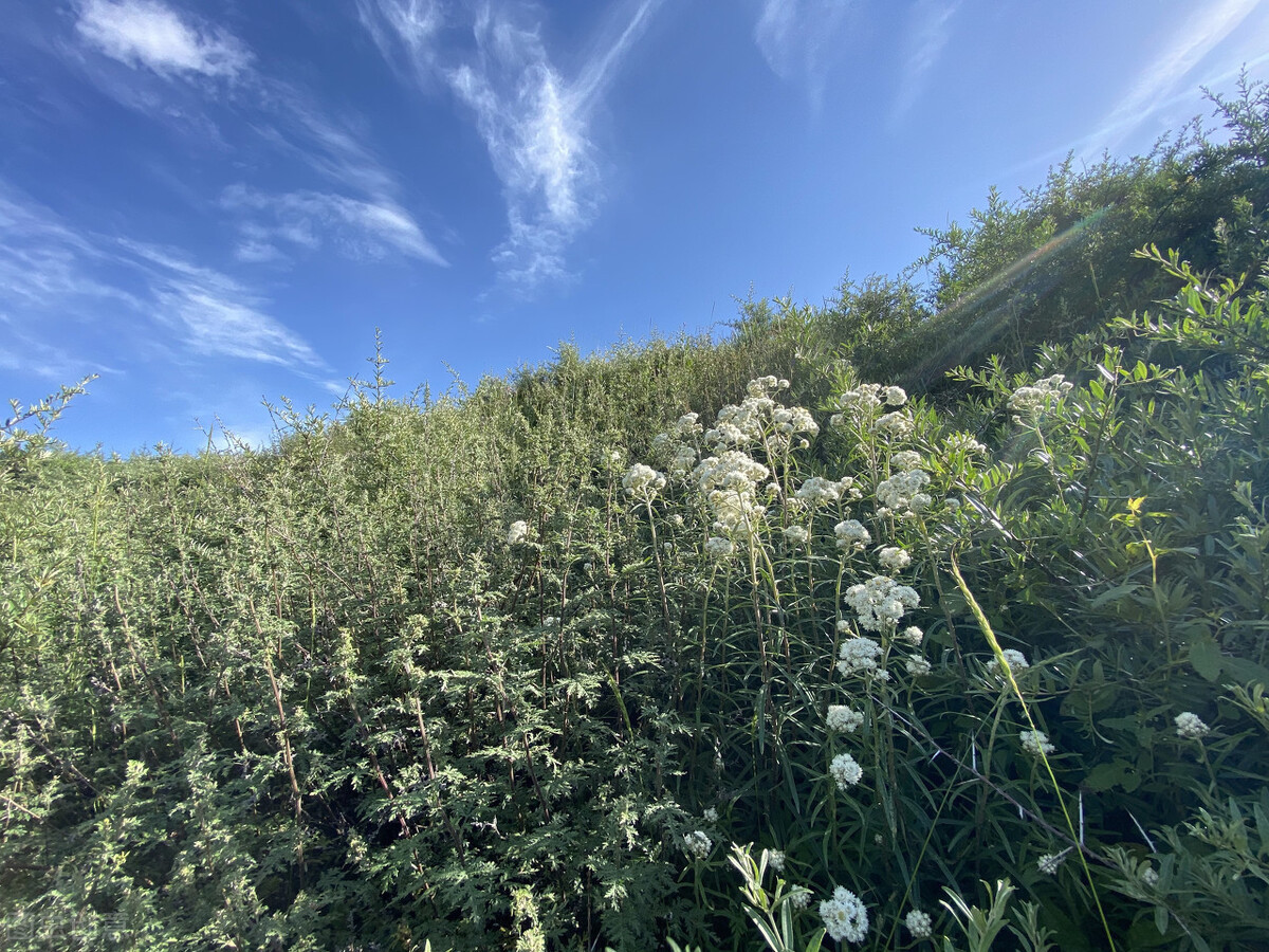 上线|春暖花开时,不仅要看青松岭美景,还要吃兴隆山沟沟民宿特色美食