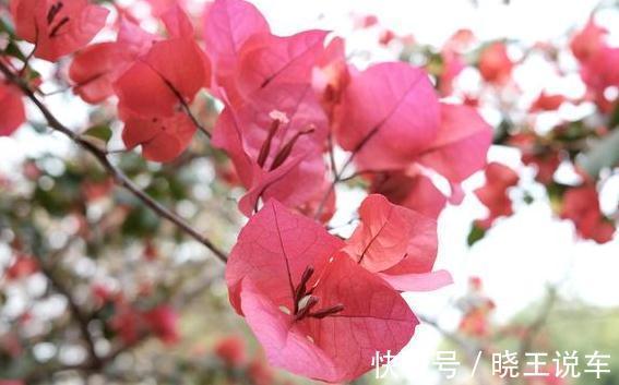 农历9月20日霜降后，养什么花？以下3种花，金玉满堂大吉大利
