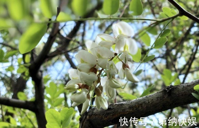 蒸槐花|蒸槐花,不要直接裹面粉,学会正确做法,蒸好不成坨,松散好吃